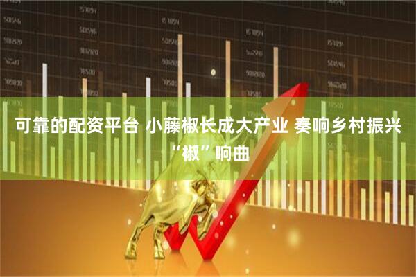 可靠的配资平台 小藤椒长成大产业 奏响乡村振兴“椒”响曲